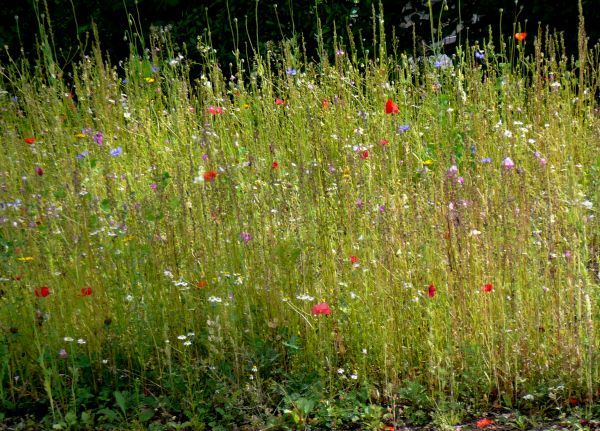 wunderschöne Blumenwiese in Montabaur Fröschpforte