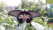 Nutzerbilder Erfurter Garten- und Ausstellungs gGmbH (ega) egapark