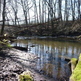 Und nach dem Essen ein wenig die Beine im angrenzenden Sachsenwald vertreten - am Bille-Ufer