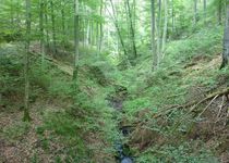 Bild zu Urwaldsteig Edersee