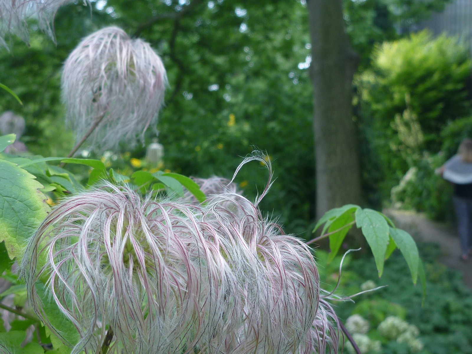 Bild 41 Botanischer Garten der Universität Hamburg Loki-Schmidt-Garten in Hamburg