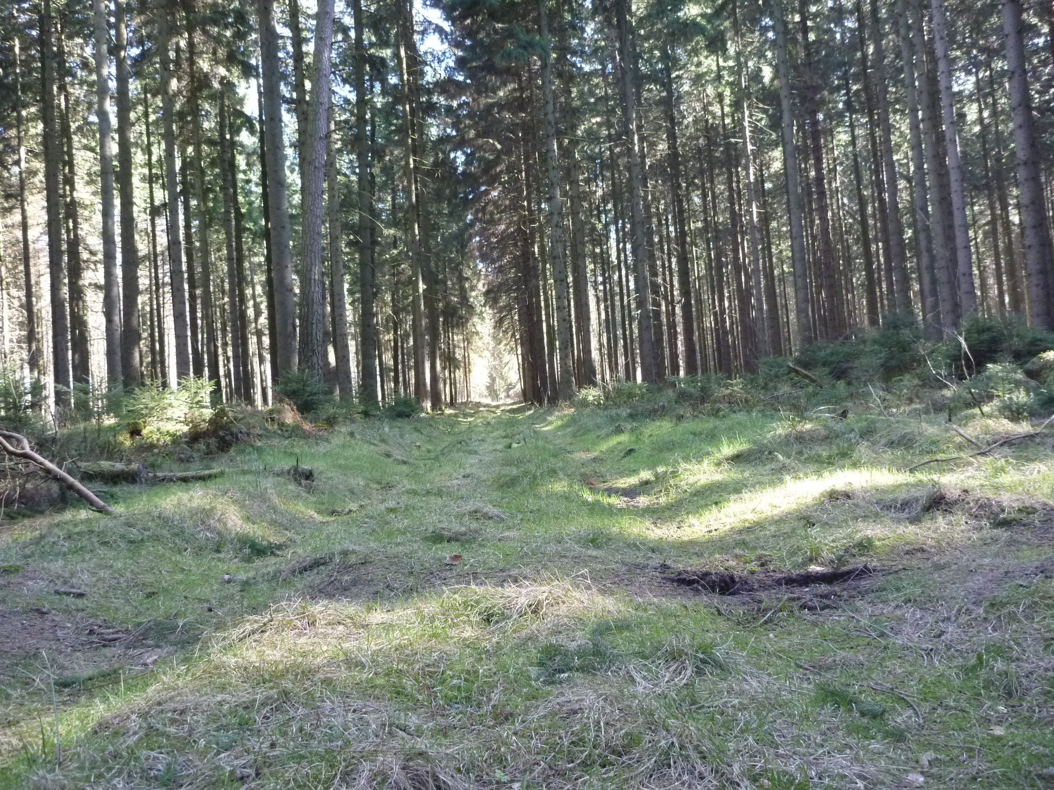 Und nach dem Essen ein wenig die Beine im angrenzenden Sachsenwald vertreten - schöner Wald