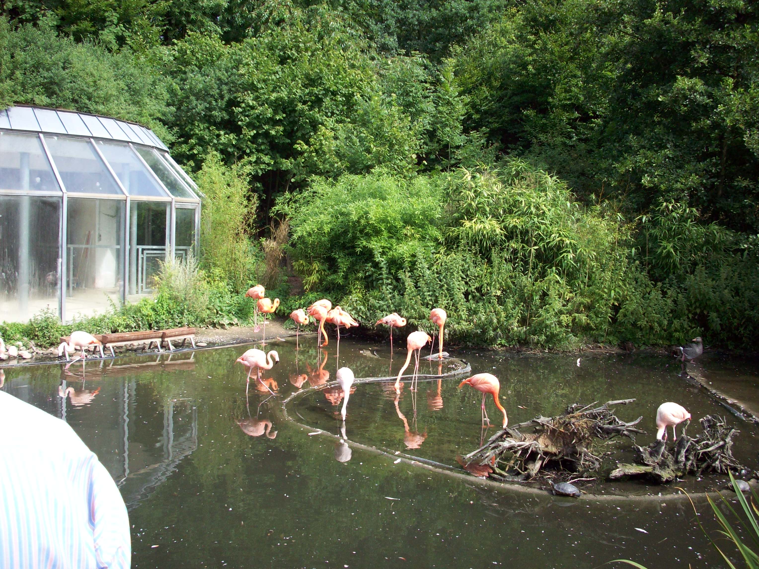 Flamingos