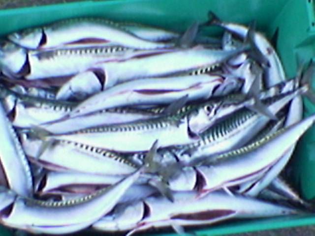 geangelte Makrelen fertig zum räuchern.