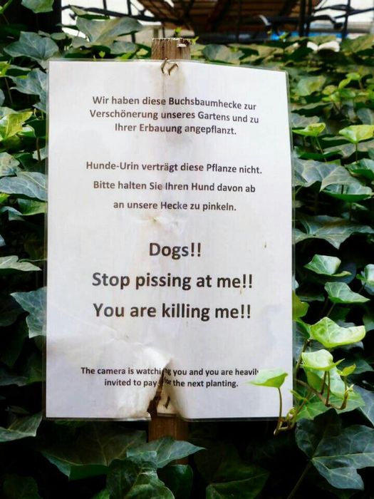 Was die wenigsten wissen: Berliner Hunde können lesen.