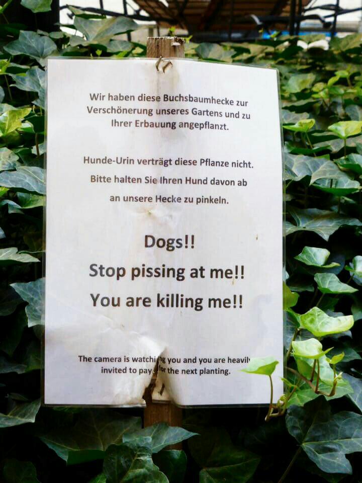 Was die wenigsten wissen: Berliner Hunde können lesen.