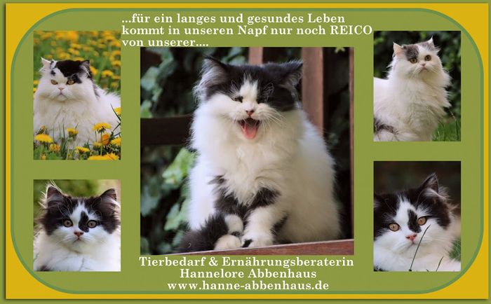 Katzen - Futter http://reico-vital.com/habbenhaus/katzen/Katzenfutter