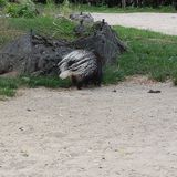 Zoo Lehnig Inh. Waldemar Bär in Braunschweig