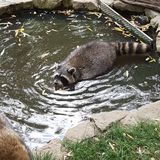 Zoo Lehnig Inh. Waldemar Bär in Braunschweig