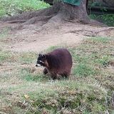 Tierpark Essehof Wilhelm Uwe in Essehof Gemeinde Lehre