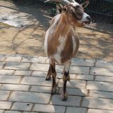 Tierpark Essehof Wilhelm Uwe in Essehof Gemeinde Lehre