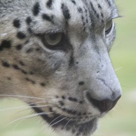Seltenes Zootier: Schneeleopard oder Irbis