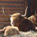 Wildpark Lüneburger Heide Tietz KG in Hanstedt in der Nordheide