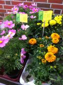 Nutzerbilder Fleur Shop Blumen