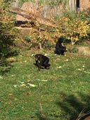 Nutzerbilder Zoo Osnabrück gGmbH