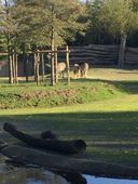 Nutzerbilder Zoo Osnabrück gGmbH