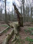 Nutzerbilder Naturpark Zweckverband Wildeshauser Geest, Gästeservice