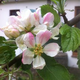 Apfelblüte am Manufactum Baum