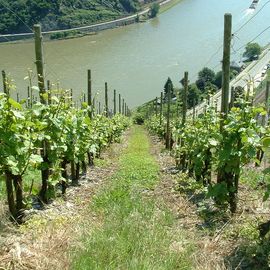 Blick durch die Weinst&ouml;cke mit den Reben auf den Rhein
