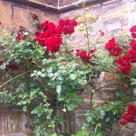 Rosen an der Kirche, traumhaft schön in Blüte