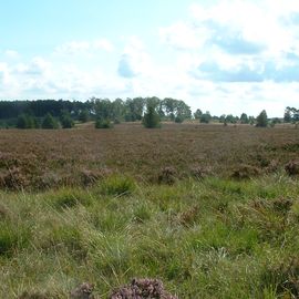 Der Wanderweg von Undeloh zum Wilseder Berg in der Lüneburger Heide