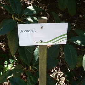 BRUNS Rhododendron Park in Gristede - Bismark