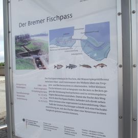 Infotafeln vom Wasser- und Schiffahrtsamt zum Fischpass am Weserwehr

