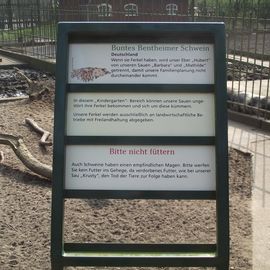 Buntes Bentheimer Schwein im Tiergehege vom Bremer Bürgerpark