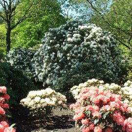 BRUNS Rhododendron Park in Gristede 