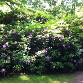 Die Blütezeit vom Rhododendron geht langsam zu Ende
 - 21. Juni 2012