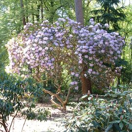 BRUNS Rhododendron-Park in Gristede