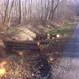 kaiserlicher Spaziergang im Hasbruch am 9.3.2014