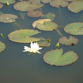 BRUNS Rhododendron Park in Gristede - die erste Seerose