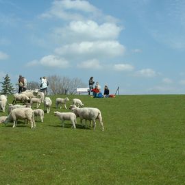 Friedliche Stimmung am Deich mit den Schafen