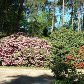 BRUNS Rhododendron-Park in Gristede