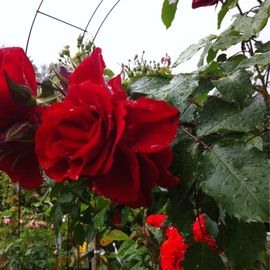 Rose im Regen - Au&szlig;enbereich von Arkenau