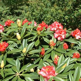 BRUNS Rhododendron Park in Gristede - Berliner Liebe - je nach Standort unterschiedlich in der Blüte