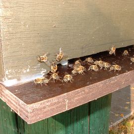 fleißige Bienen beim NIZ in Goldenstedt