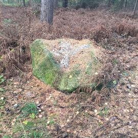 FriedWald Hasbruch in Hude in Oldenburg