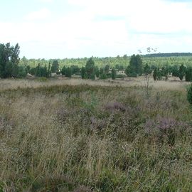 Im Naturschutzgebiet Lüneburger Heide





