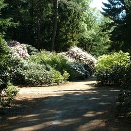 BRUNS Rhododendron Park in Gristede