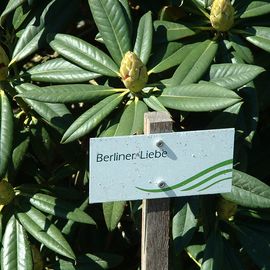 BRUNS Rhododendron Park in Gristede - Berliner Liebe