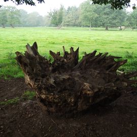 Der Wanderweg am Huder Bach zum Skulpturenufer - große Baumwurzel 