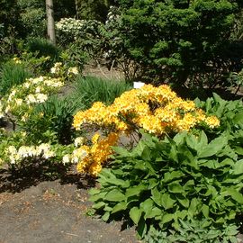 BRUNS Rhododendron Park in Gristede