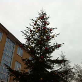 Tannenbaum in der Gerhard Rohlfs Str.