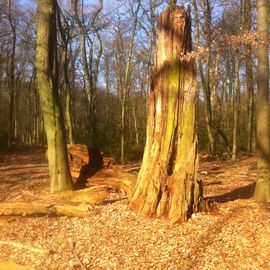 kaiserlicher Spaziergang im Hasbruch am 9.3.2014 - Kaiserwetter