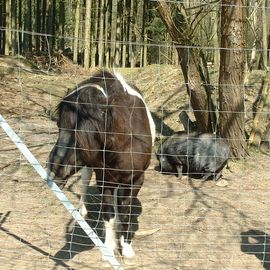 Hängebauchsau und Pony bei der Weinschänke Rohdental 