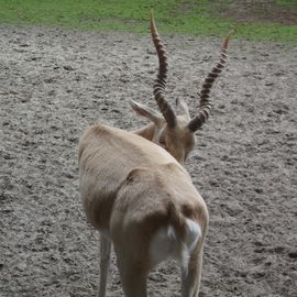 Arche-Park Petermoor Bassum in Bassum