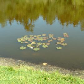 BRUNS Rhododendron Park in Gristede - die erste Seerose blüht auch schon