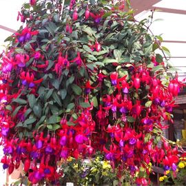 prachtvolle Farben einer H&auml;ngefuchsie bei Blumen Kessler